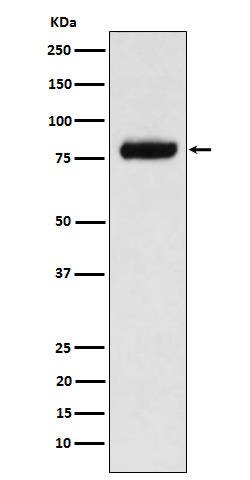 Rabbit monoclonal antibody