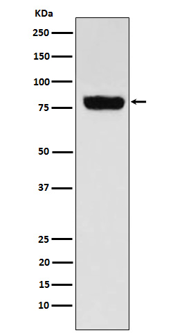 Rabbit monoclonal antibody