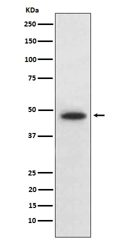 Rabbit monoclonal antibody