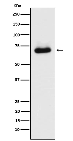 Rabbit monoclonal antibody