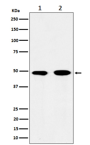 Rabbit monoclonal antibody