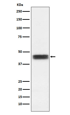 Rabbit monoclonal antibody