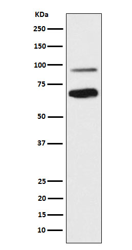Rabbit monoclonal antibody