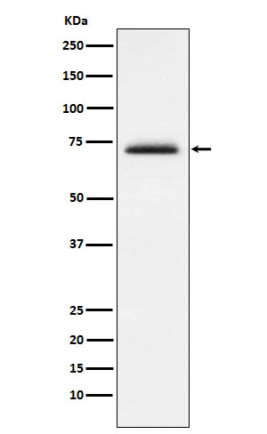 Rabbit monoclonal antibody