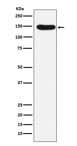 Rabbit monoclonal antibody