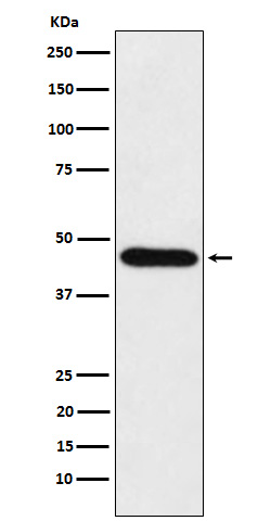 Rabbit monoclonal antibody