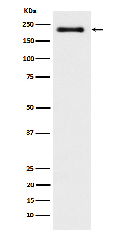 Rabbit monoclonal antibody