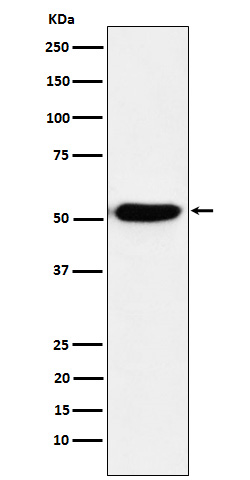 Rabbit monoclonal antibody