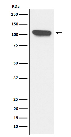 Rabbit monoclonal antibody