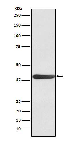 Rabbit monoclonal antibody