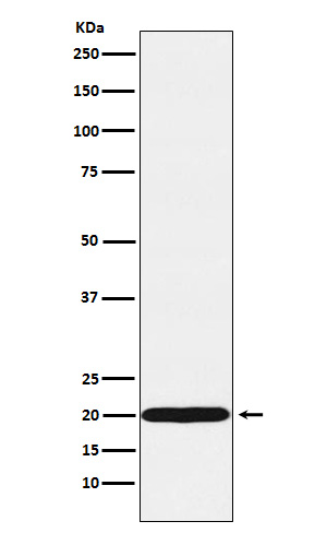 Rabbit monoclonal antibody