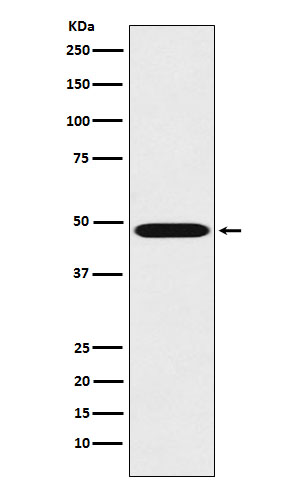 Rabbit monoclonal antibody