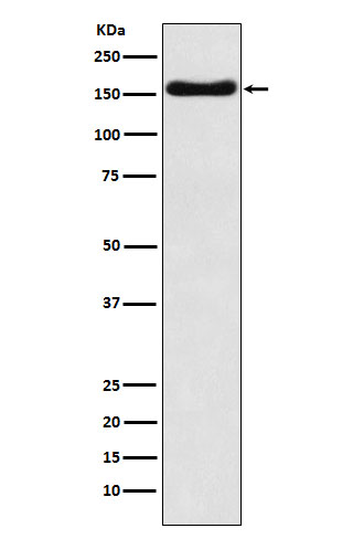 Rabbit monoclonal antibody