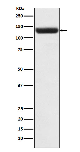 Rabbit monoclonal antibody