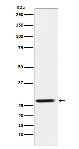 Rabbit monoclonal antibody