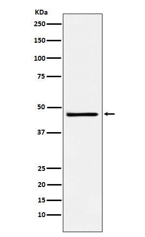 Rabbit monoclonal antibody