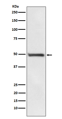 Rabbit monoclonal antibody