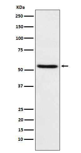 Rabbit monoclonal antibody