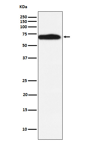 Rabbit monoclonal antibody