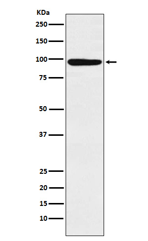 Rabbit monoclonal antibody