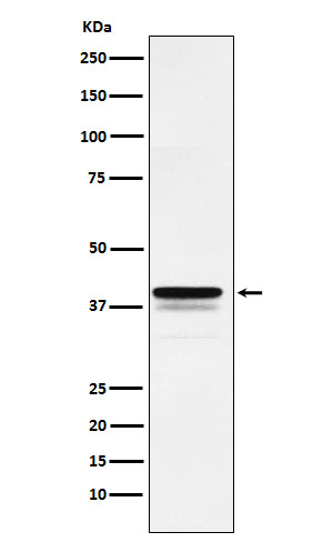 Rabbit monoclonal antibody