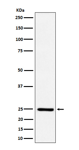 Rabbit monoclonal antibody
