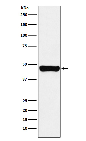 Rabbit monoclonal antibody