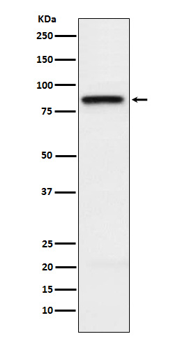 Rabbit monoclonal antibody