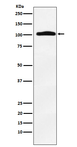 Rabbit monoclonal antibody