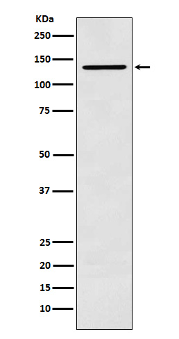 Rabbit monoclonal antibody