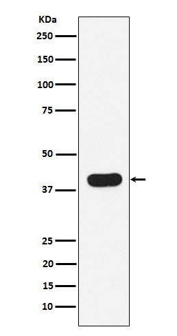 Rabbit monoclonal antibody