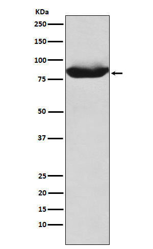 Rabbit monoclonal antibody