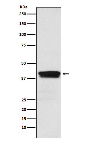 Rabbit monoclonal antibody