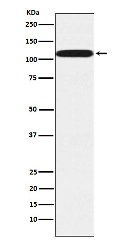 Rabbit monoclonal antibody