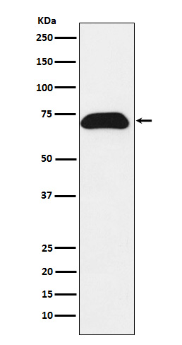 Rabbit monoclonal antibody
