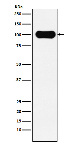 Rabbit monoclonal antibody