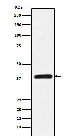 Rabbit monoclonal antibody