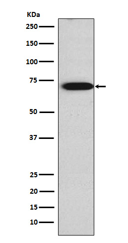 Rabbit monoclonal antibody