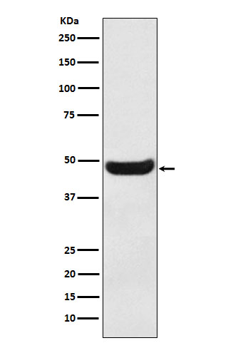 Rabbit monoclonal antibody