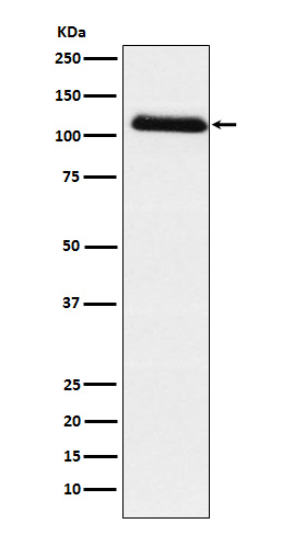 Rabbit monoclonal antibody