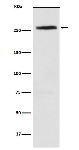 Rabbit monoclonal antibody