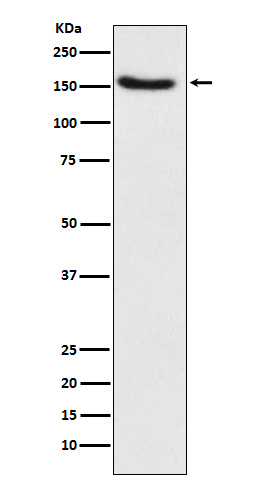 Rabbit monoclonal antibody