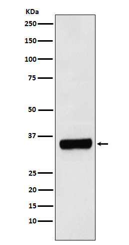 Rabbit monoclonal antibody