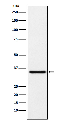Rabbit monoclonal antibody