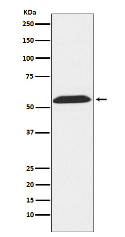 Rabbit monoclonal antibody