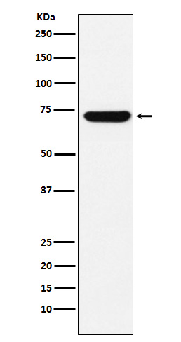 Rabbit monoclonal antibody