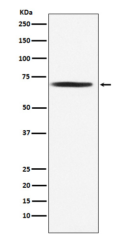 Rabbit monoclonal antibody