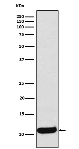 Rabbit monoclonal antibody