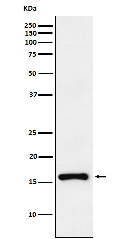 Rabbit monoclonal antibody
