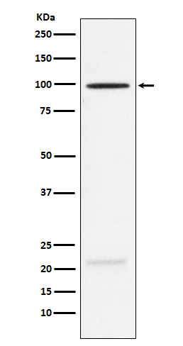 Rabbit monoclonal antibody
